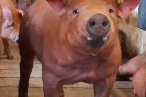 Managemen Pejantan Pada Peternakan Babi