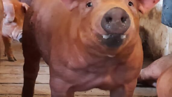 Managemen Pejantan Pada Peternakan Babi