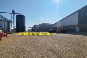 Tipe Pemeliharaan Ternak Babi