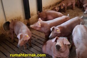 Managemen Babi Dara (Gilt)