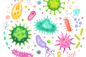 PROBIOTIK UNTUK TERNAK