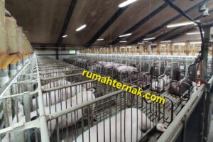 Sinkronikasi Estrus Pada Peternakan Babi