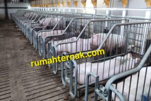 Managemen Pemeliharaan Babi Hiperprolifik