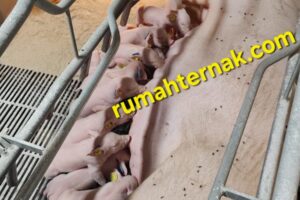 Mengenal Sistem Reproduksi Babi