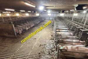 Pentingnya Sistem Pencahayaan Pada Peternakan Babi