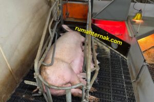 Managemen Pemeliharaan Induk Babi Pasca Melahirkan