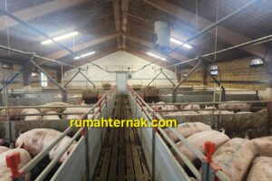 Sistem Pengolahan Limbah Ternak