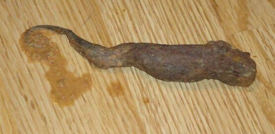 Hairball pada Kucing