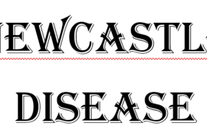 Newcastle Disease pada Unggas