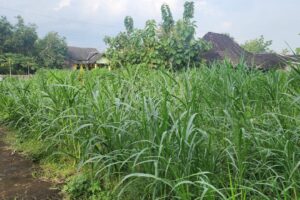 Proses Perencanaan dan Studi kelayakan Usaha Peternakan Babi