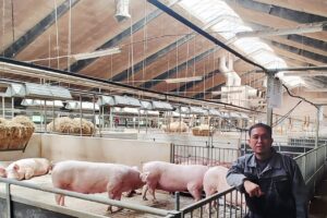 Step by Step Membangun Kandang Babi Modern