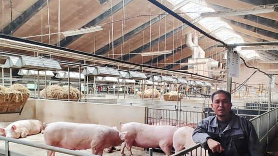 Step by Step Membangun Kandang Babi Modern