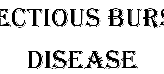 Infectious Bursal Disease pada Unggas